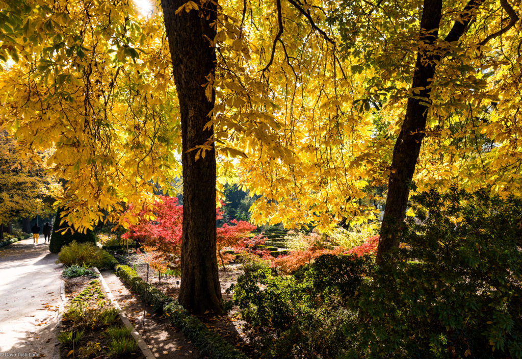 The Fall colors inside the gardens was intense - this is a great time of year to visit and wander the grounds.