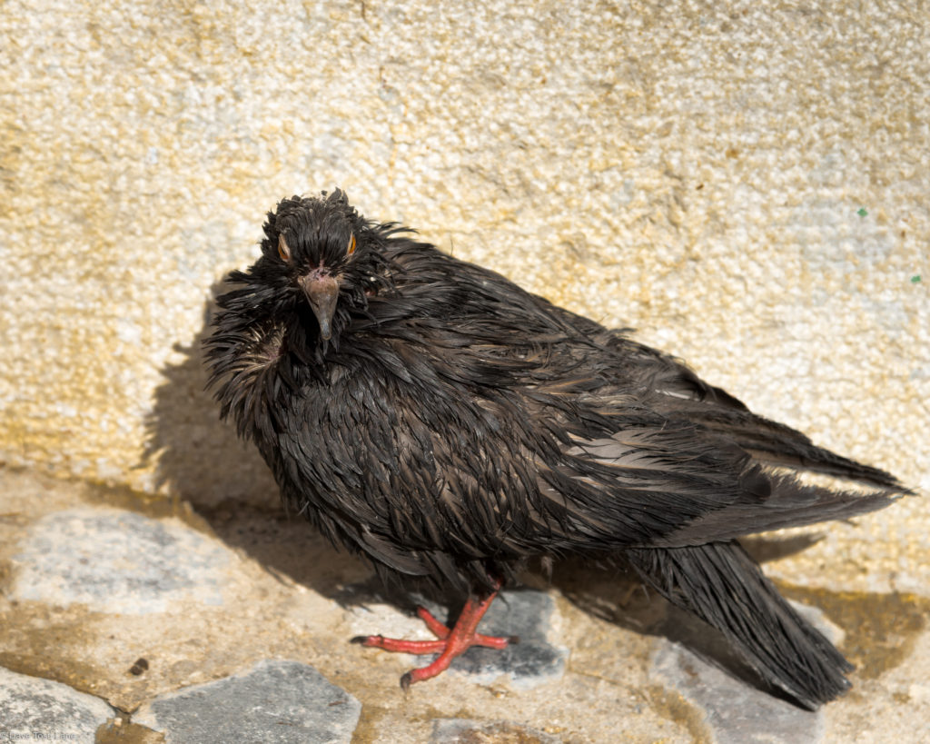 One of the residents of the Alfama District